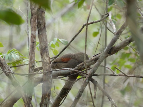 Red-shouldered Spinetail (Synallaxis hellmayri), photo 8