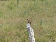 Agelaioides fringillarius