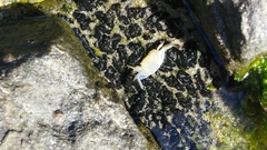 Pachygrapsus crassipes