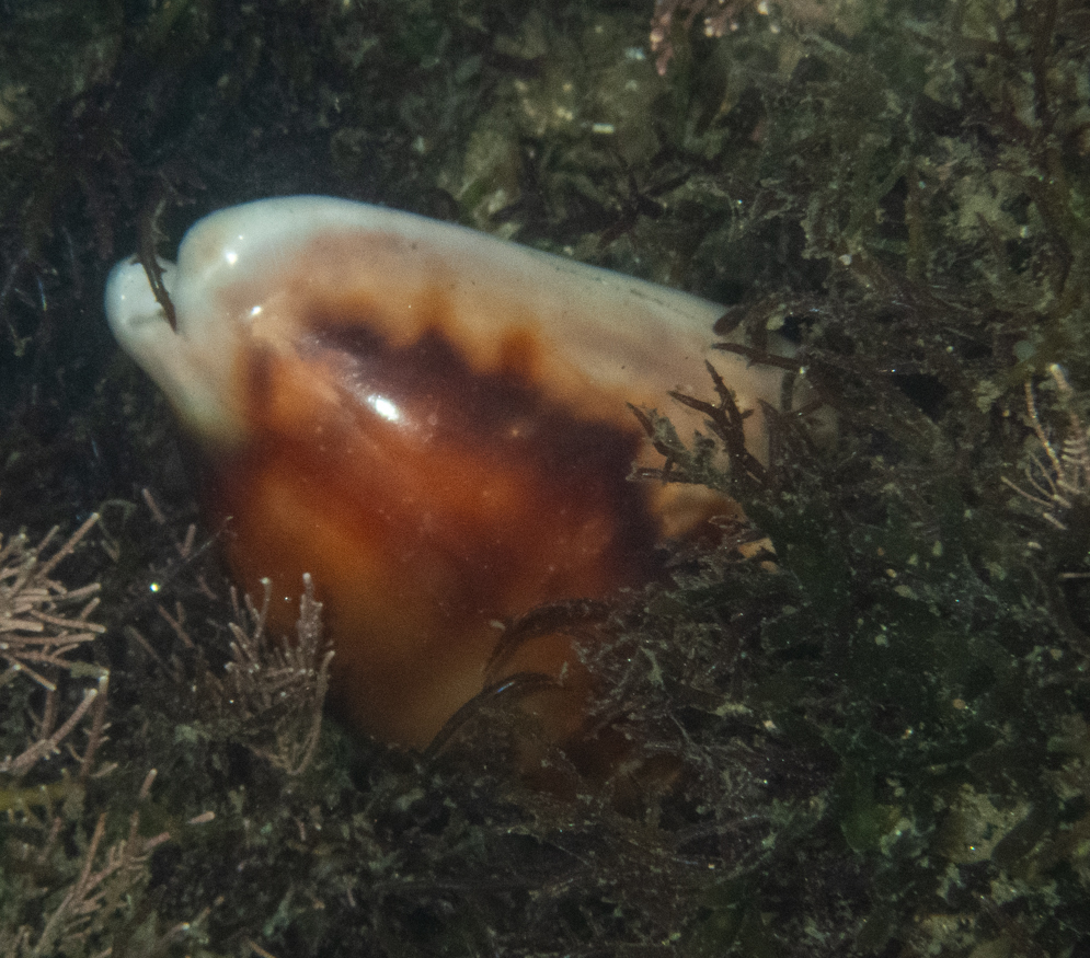 Chestnut Cowry from Mission Bay, San Diego, CA, USA on July 26, 2023 at ...