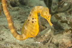 Hippocampus abdominalis