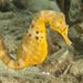Bigbelly Seahorse - Photo (c) acanthaster, some rights reserved (CC BY-NC), uploaded by acanthaster