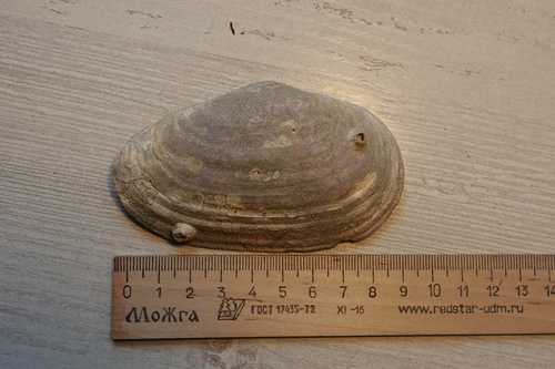 Mya japonica