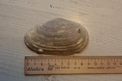 Mya japonica