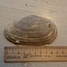 Mya japonica