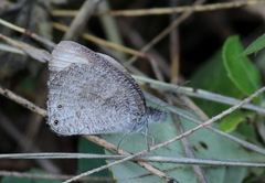 Ypthima asterope