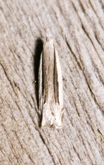 Anacampsis