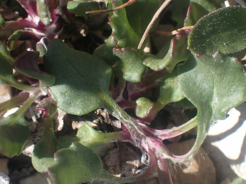 Image of Packera contermina by no rights reserved