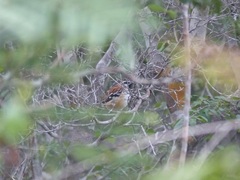 Myrmorchilus strigilatus