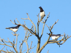 Cyanocorax cristatellus