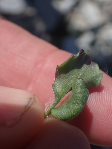 Image of Packera contermina by no rights reserved