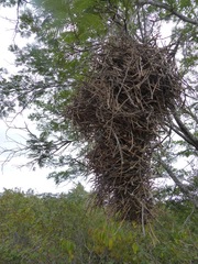 Phacellodomus rufifrons specularis