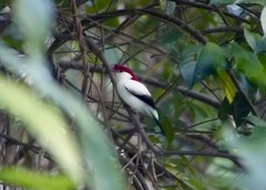 Antilophia bokermanni