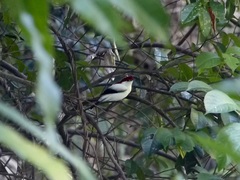 Antilophia bokermanni