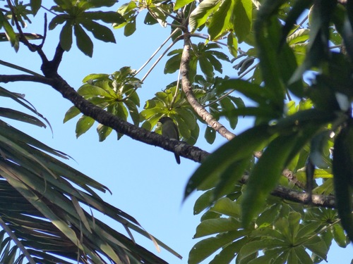 Araripe Manakin (Chiroxiphia bokermanni), photo 8