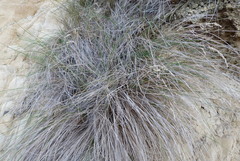 Poa anceps