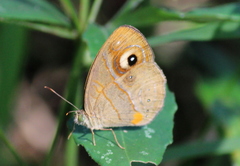 Mycalesis junonia