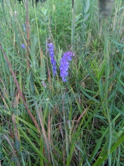Vicia cracca