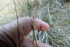 Poa anceps