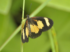 Acraea cabira