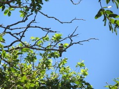 Notharchus swainsoni