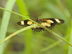 Acraea cabira