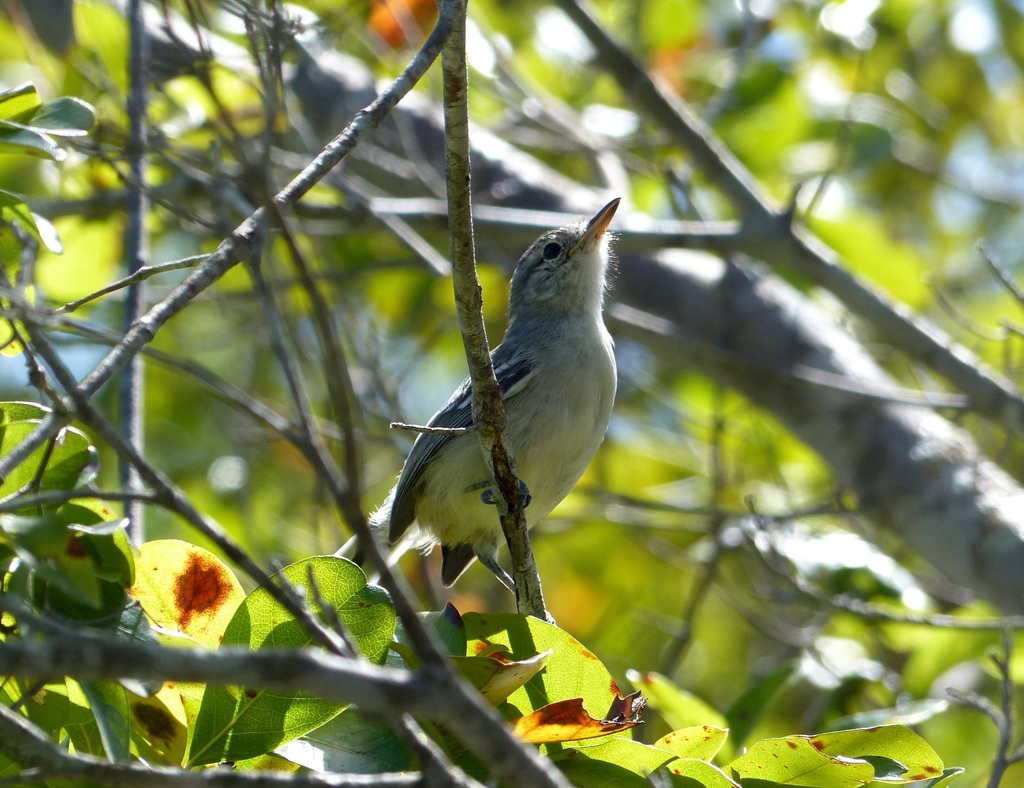 Caatinga Antwren