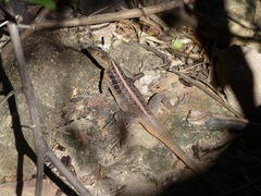 Tropidurus semitaeniatus