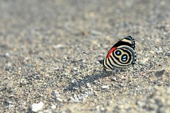 Catagramma hystaspes