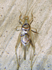 Anaxipha calusa