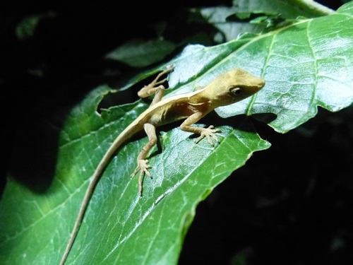 Brazilian Anole, Anolis brasiliensis