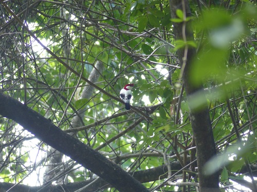 Araripe Manakin (Chiroxiphia bokermanni), photo 4