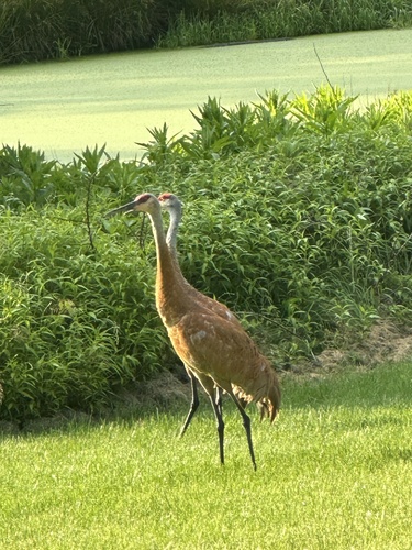 Sandhill Crane photographed in Michigan