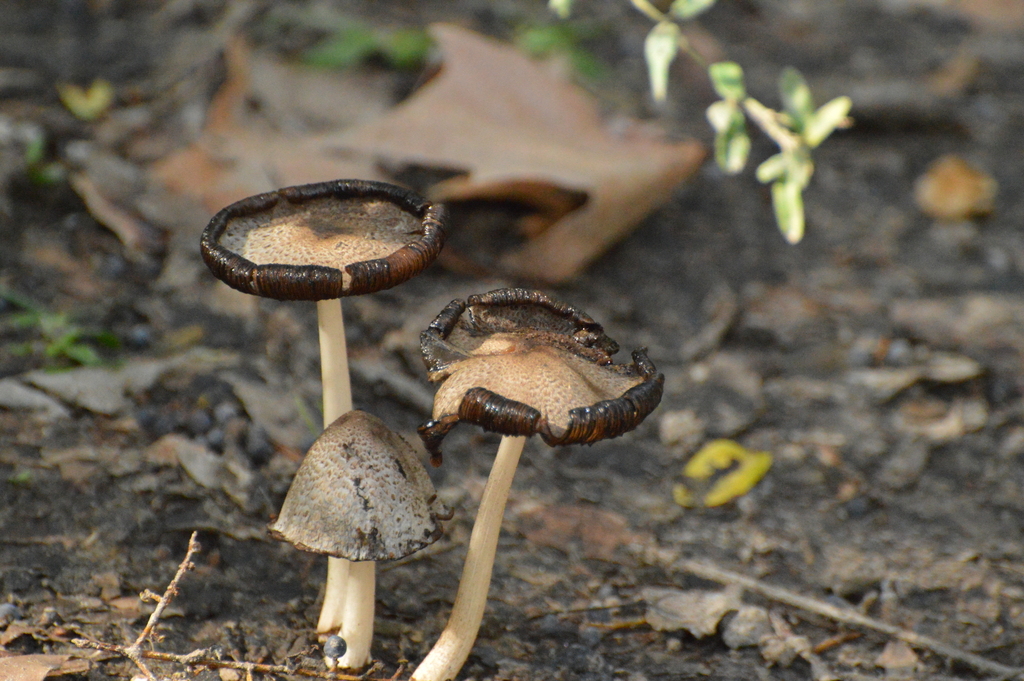 Coprinopsis romagnesiana · July 2023 · photo: © andreaargentinat (iNaturalist, cc-by)