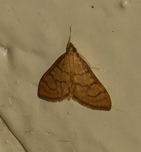 Anania labeculalis photo 4