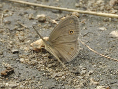 Brakefieldia simonsii