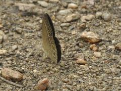 Brakefieldia simonsii
