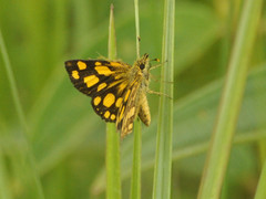Metisella midas midas