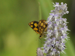 Metisella midas midas