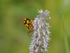 Metisella midas midas