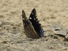 Charaxes guderiana