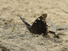 Charaxes guderiana