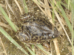 Hemisus marmoratus