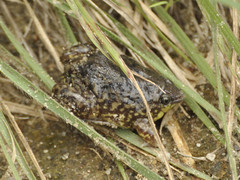 Hemisus marmoratus