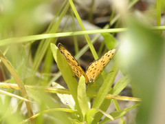 Pardopsis punctatissima