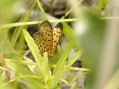 Pardopsis punctatissima