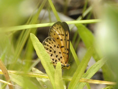 Pardopsis punctatissima