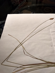 Carex bebbii