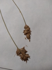Carex bebbii