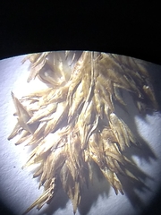 Carex bebbii